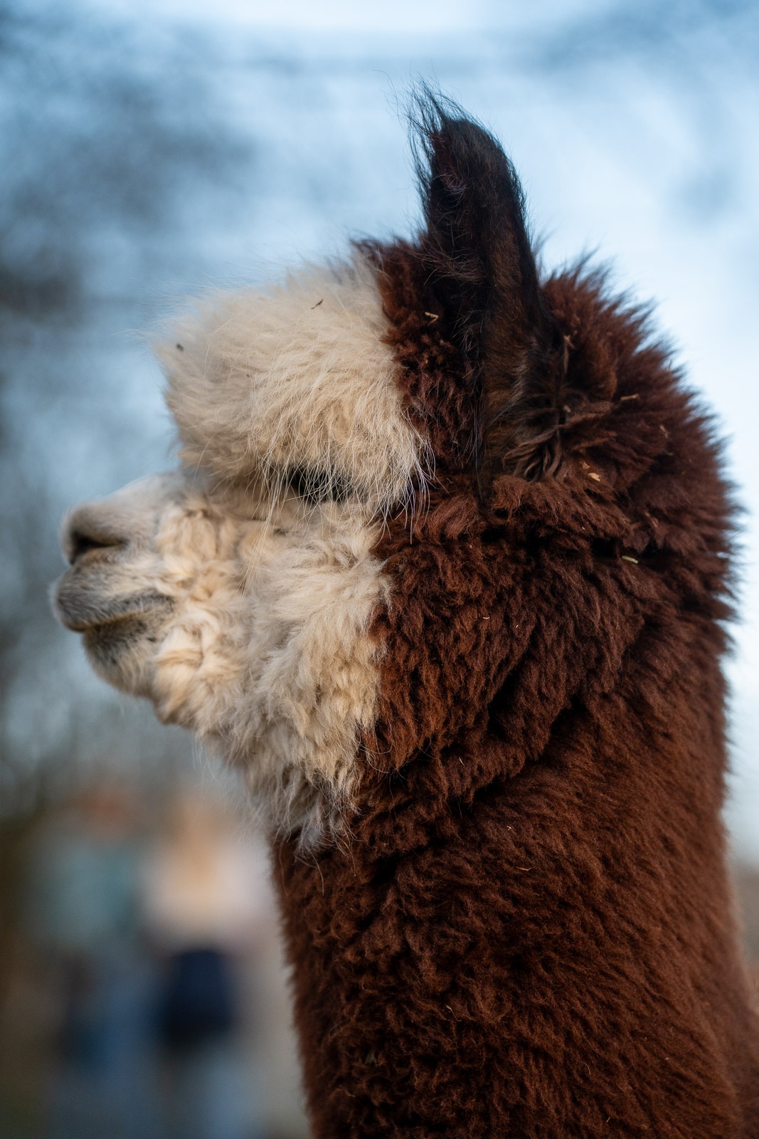 Alpakas 6