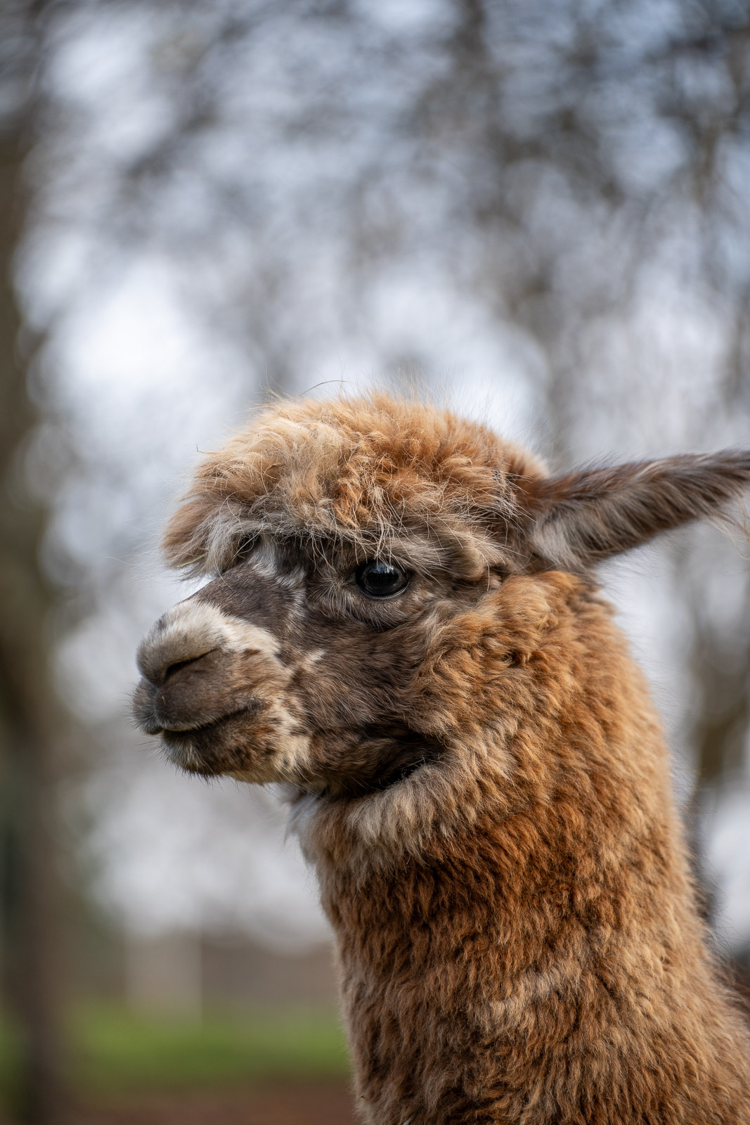 Alpakas 5