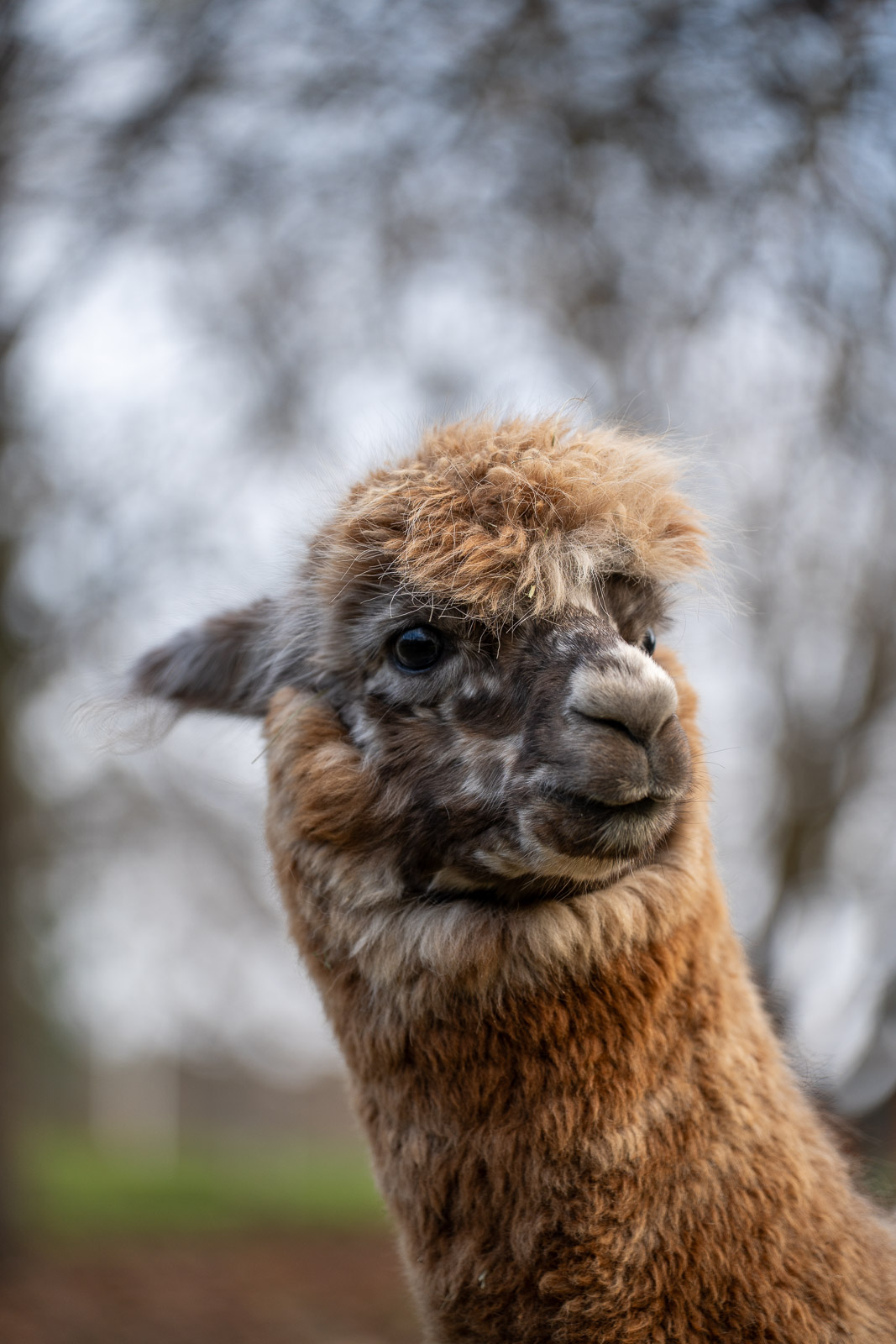 Alpakas 4