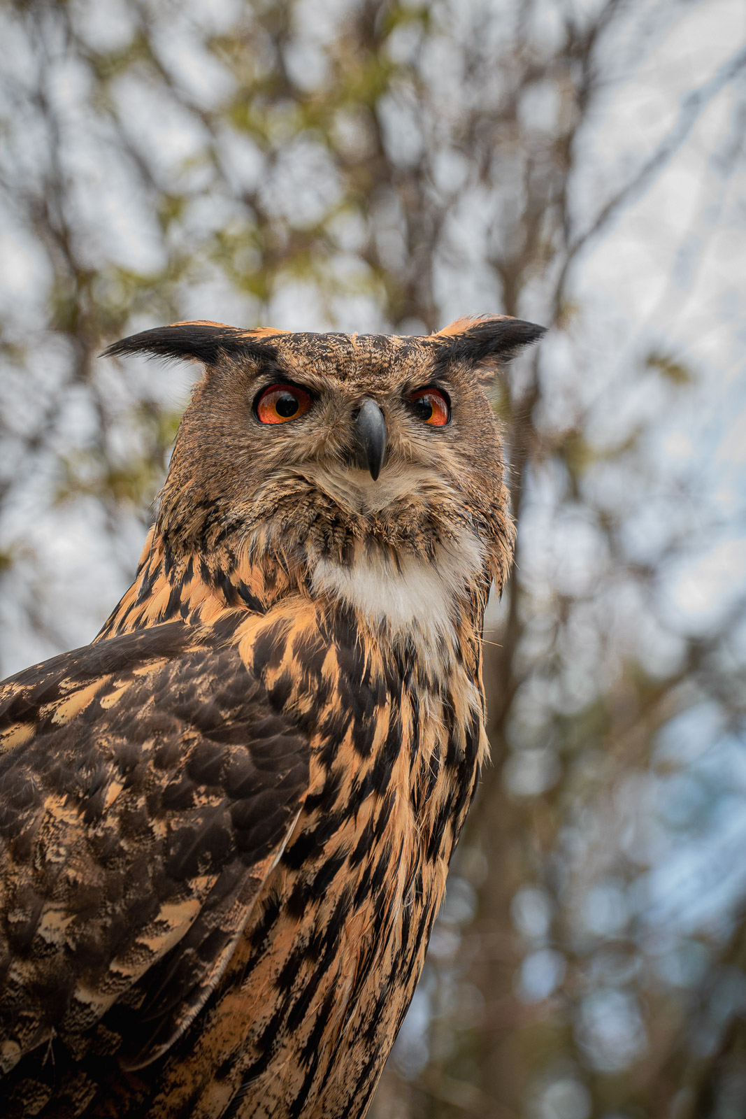 Tierportrait Vorschau